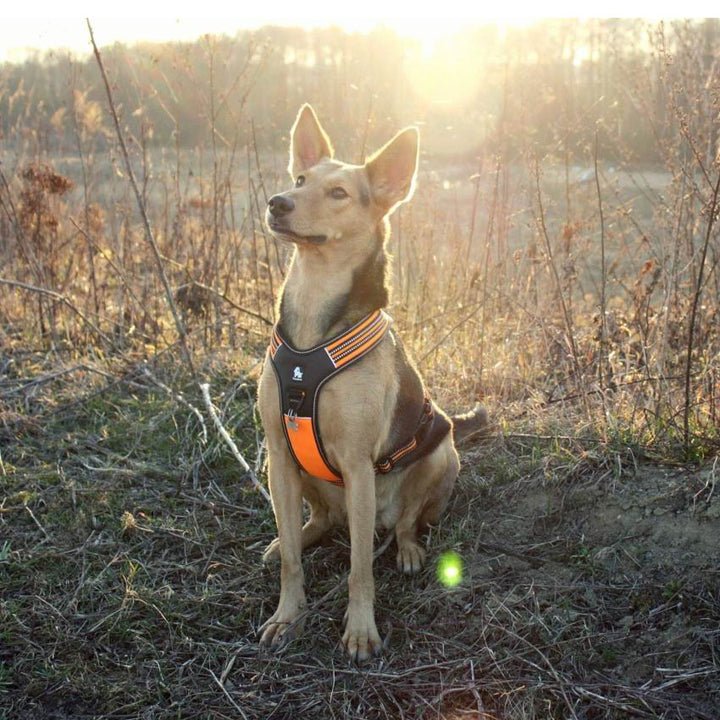 Reflective Heavy Duty Harness Orange M - Image 3