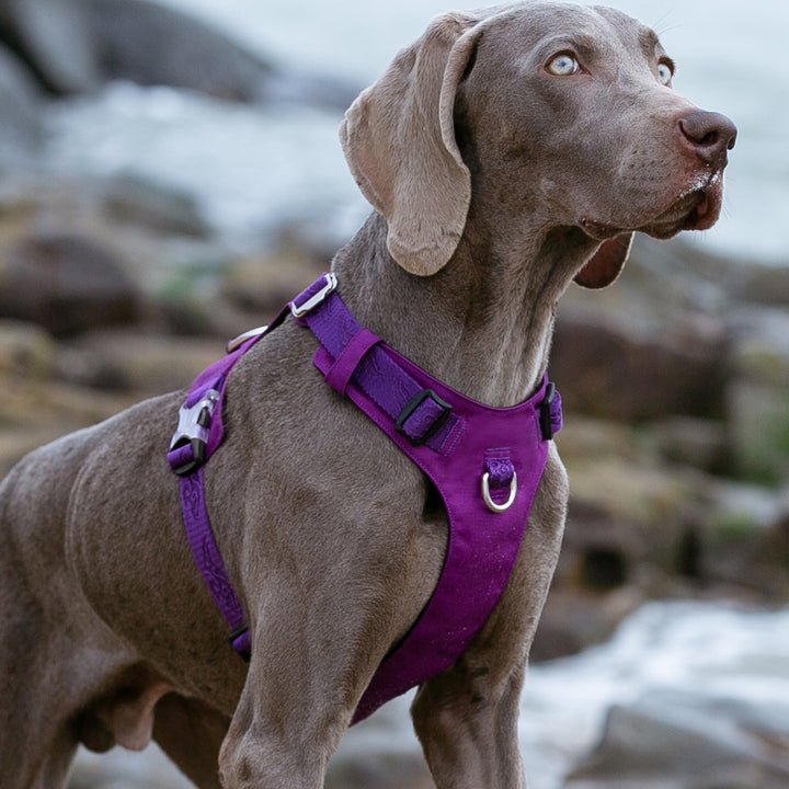 Lightweight Harness Purple XS - Image 4