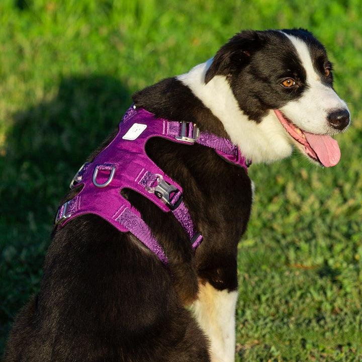 Whinhyepet Harness Purple S - Image 4